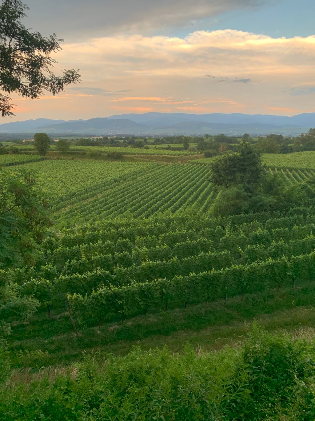 Unique panoramic view in the vineyard in Freiburg