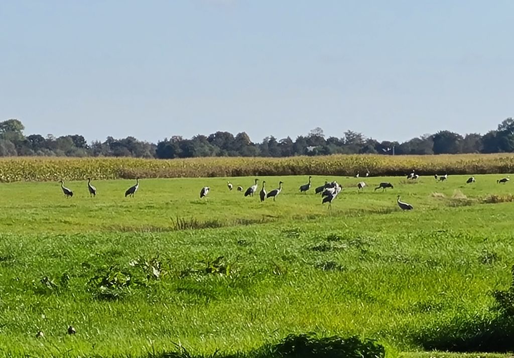 Emplacement à la ferme-Nature entre Elbe & Weser