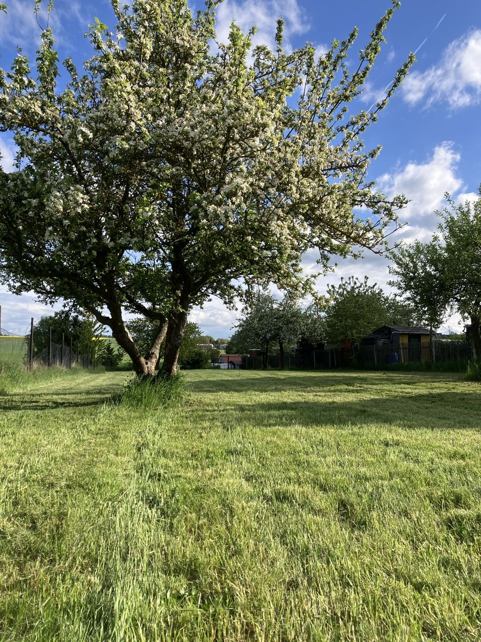 Nature with a view between the fruit trees