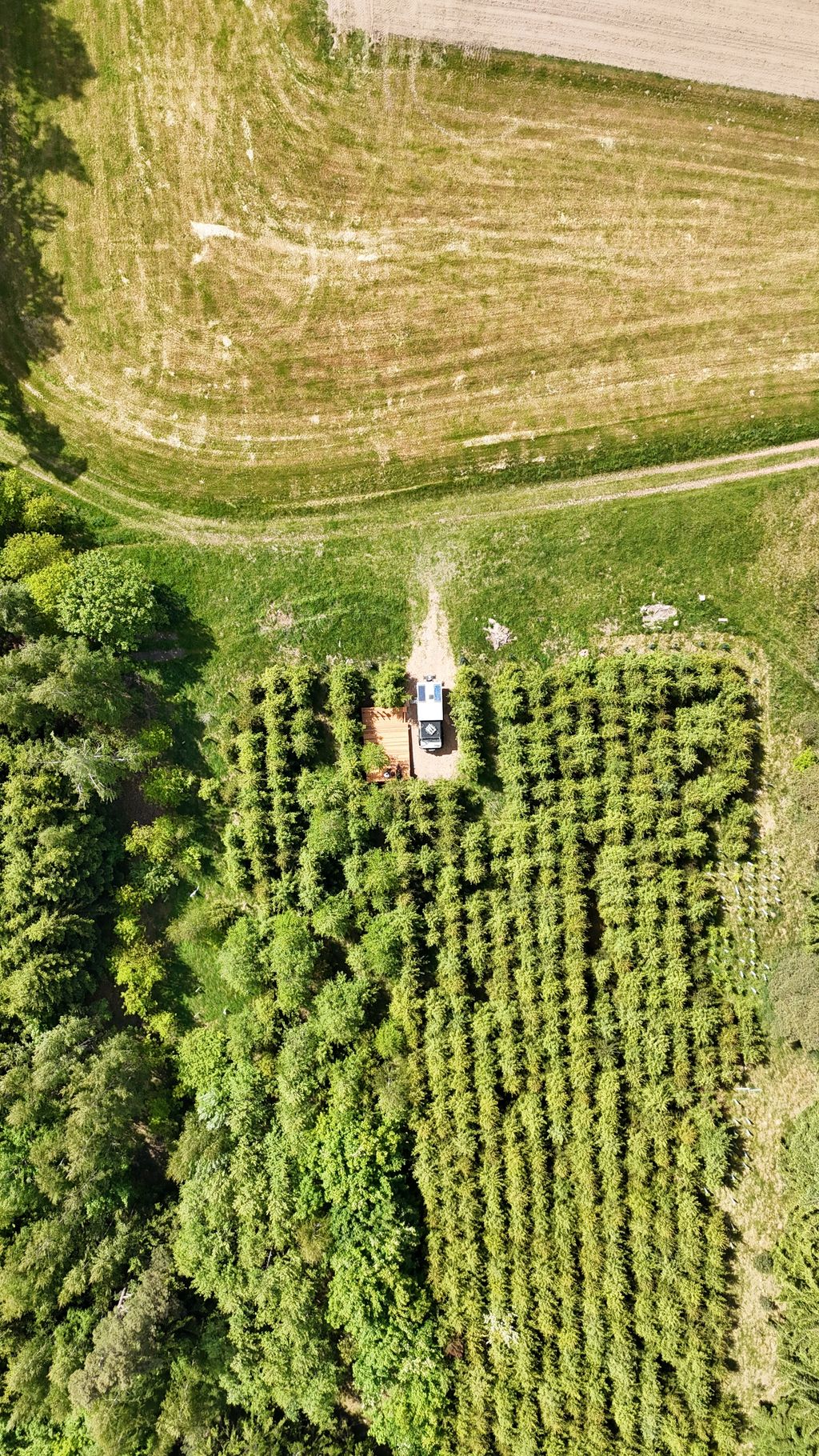 Camping en el bosque con un cielo estrellado único