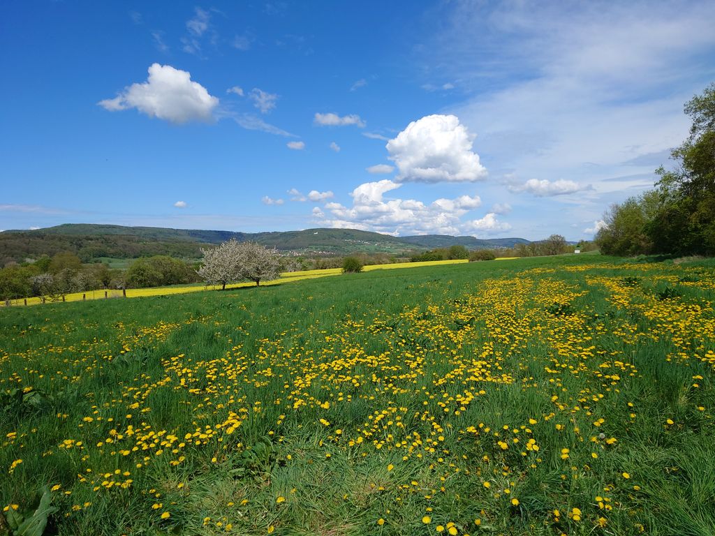Obstgarten am Fuße des Walberlas 
