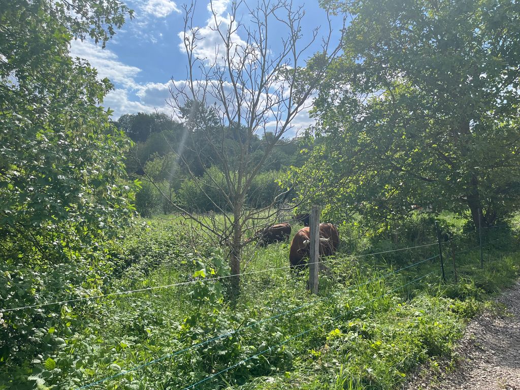 Rinderweide im schönen Rheingau 
