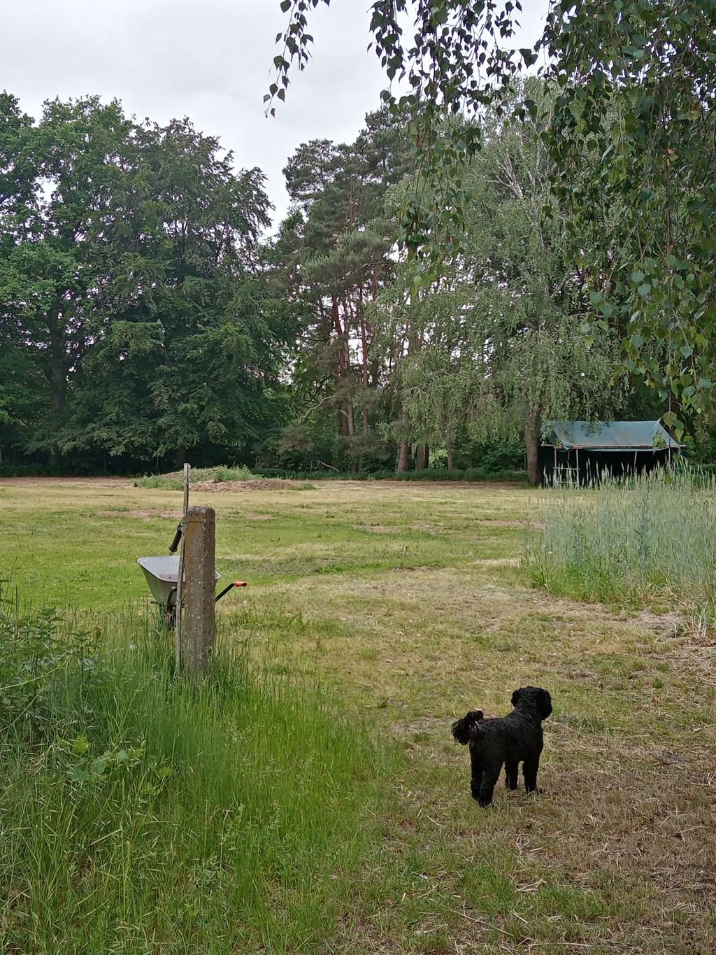 Randow-Idylle: Wiesen-Camp mit Tieren & Spielplatz