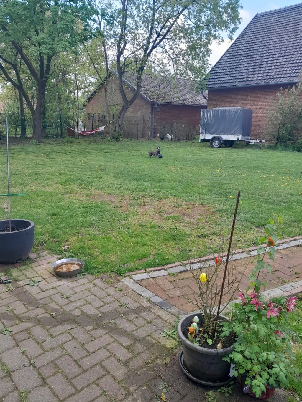 Camping en la naturaleza en una granja con ovejas y gallinas