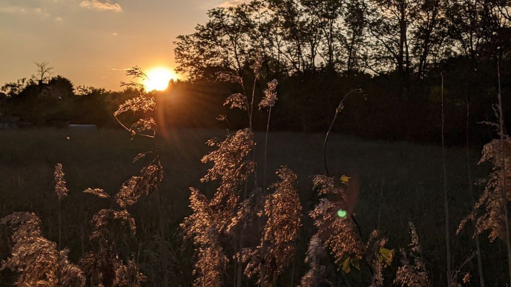 Atmosfera estiva - frutteto ai margini del parco delle stelle