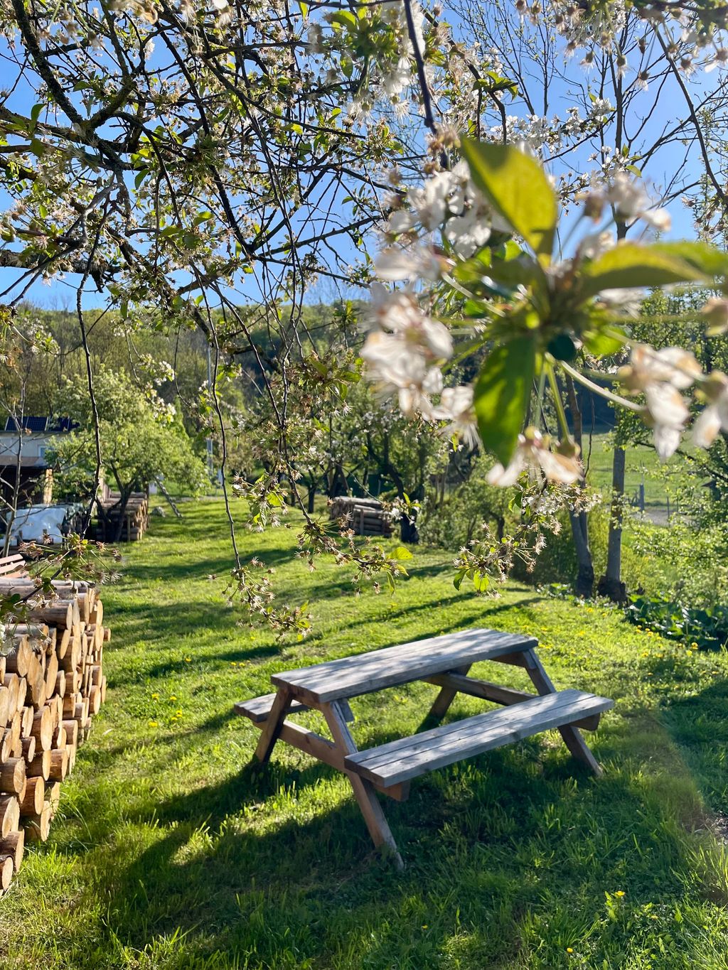 Pitch under fruit trees in Eichsfeld