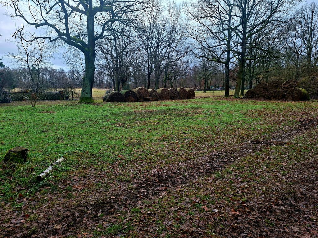 Acampar cerca del bosque del Spree