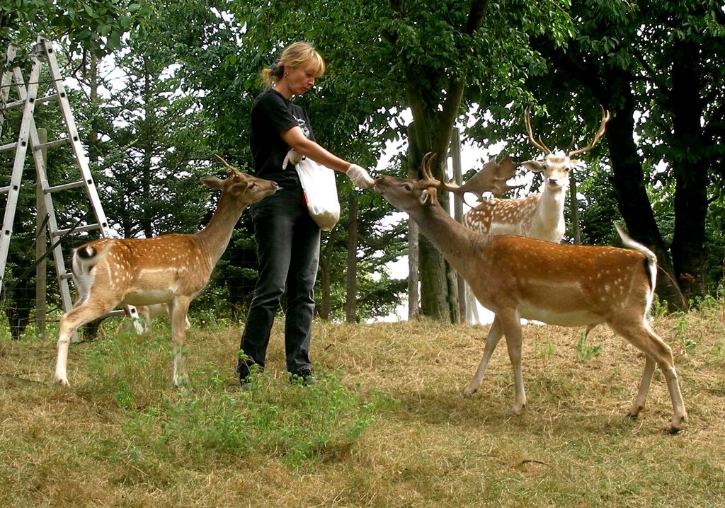Emplacement dans le parc à gibier sur le sentier de randonnée Rheinsteig