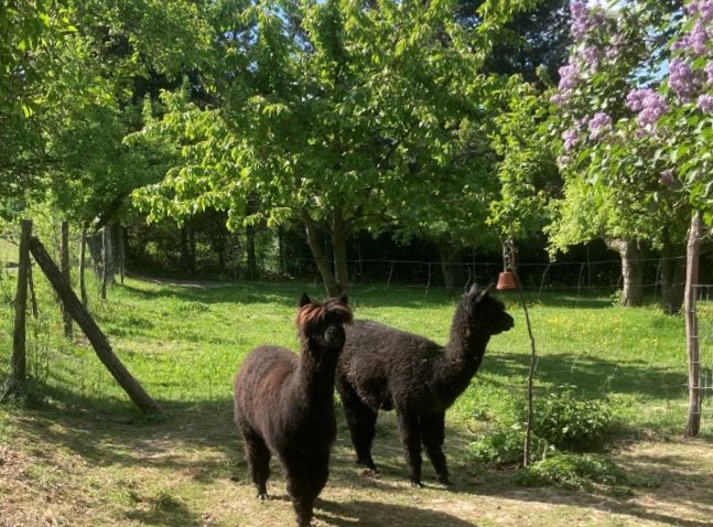 Zeltwiese im Apfelwald 