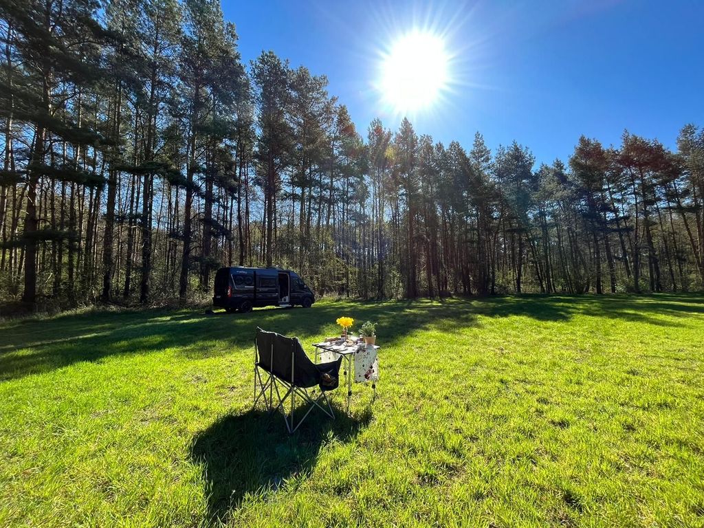 Green meadow in the forest or idyllic yard parking lot