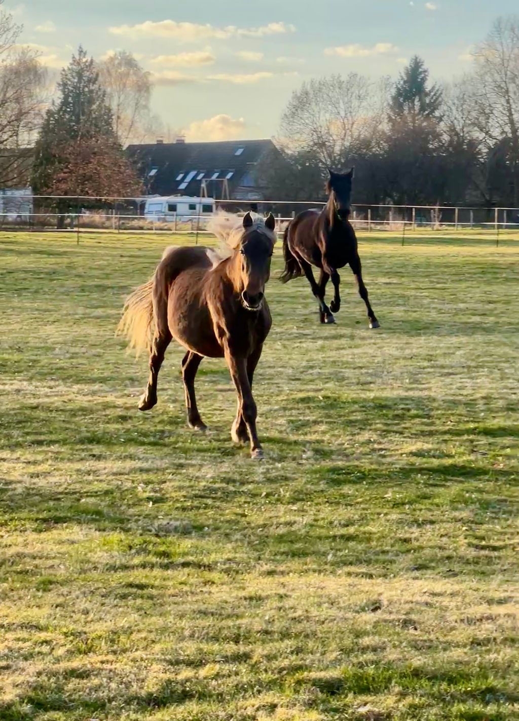For purists – a nature experience among horses and cattle 