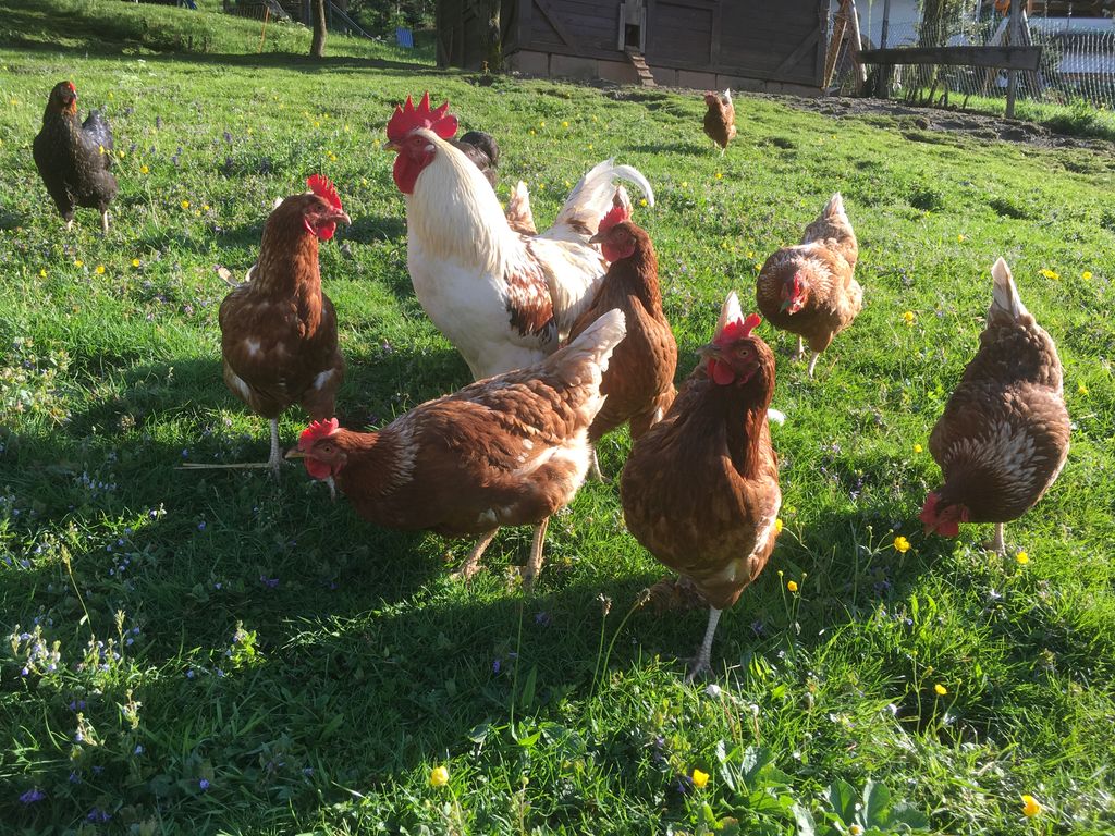 Bauernhoferlebnis, do sage Fuxs und Has gudnochd