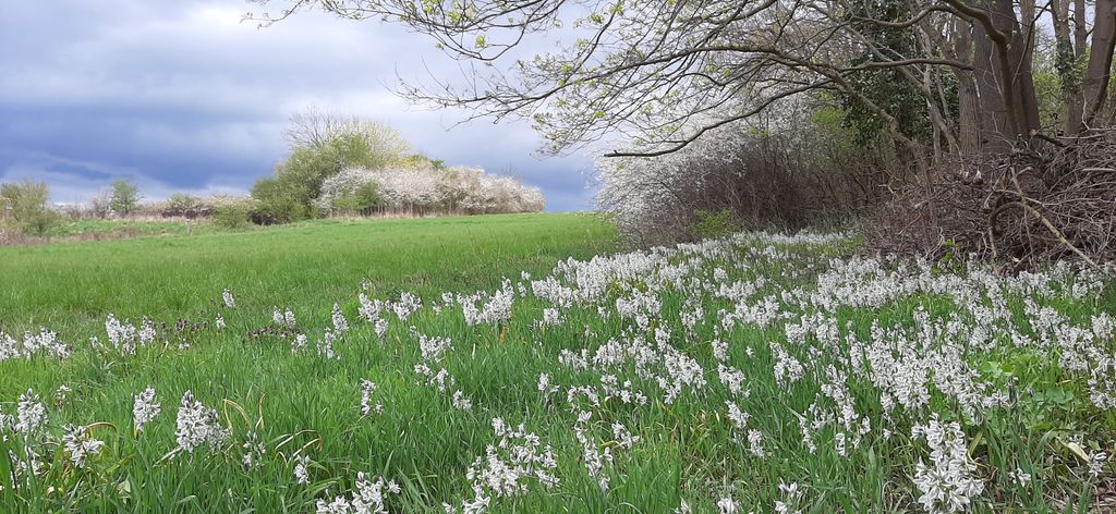 Große Wiese am Stettiner Haff