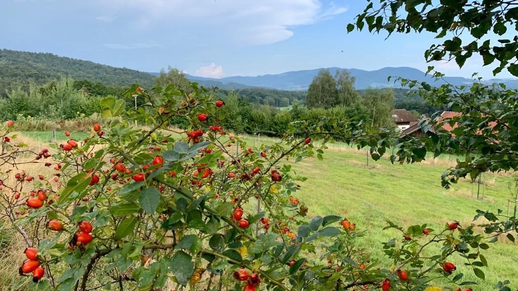 Árboles frutales y vistas en Lallinger Winkel