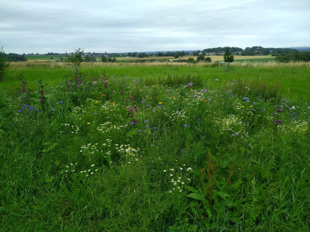 Wiese mit Fernblick unweit vom Siebengebirge
