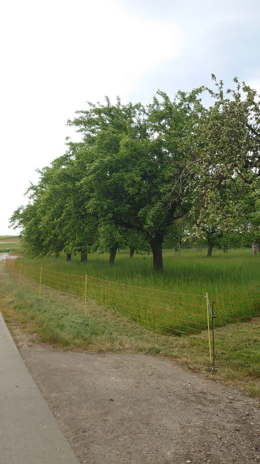 Prato quasi naturale in una vecchia cava di sabbia