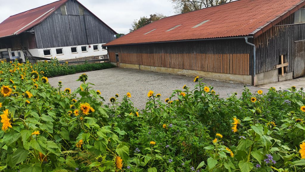 Campeggio idilliaco in una fattoria biologica