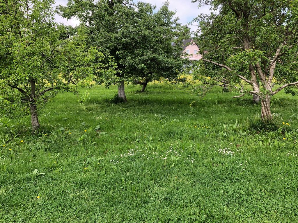 In the orchard next to the tasting room