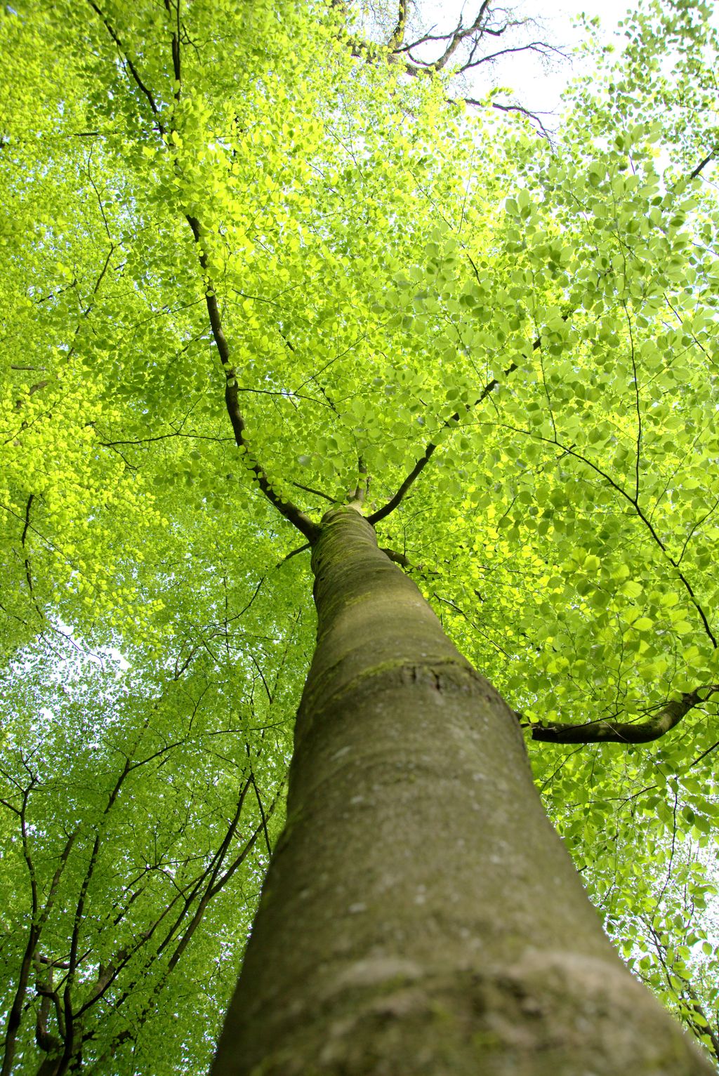 Pastos para caballos en la reserva natural de Lüneburg Heath