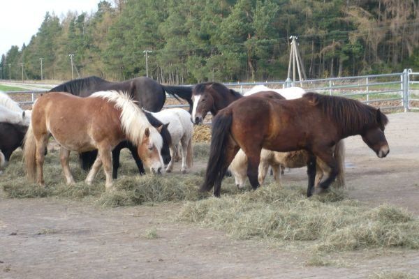 Camping at the horse/therapy farm Lillemor /Ostallgäu