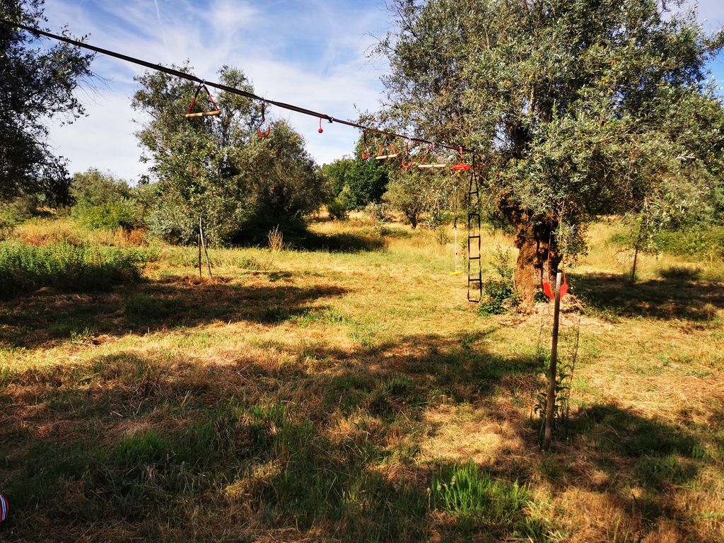 Dans le panier à olives