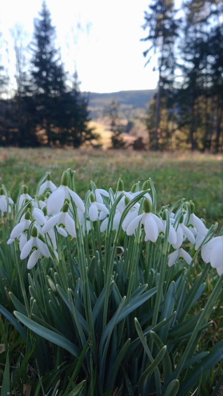 Piazzola nella Foresta Nera con sauna