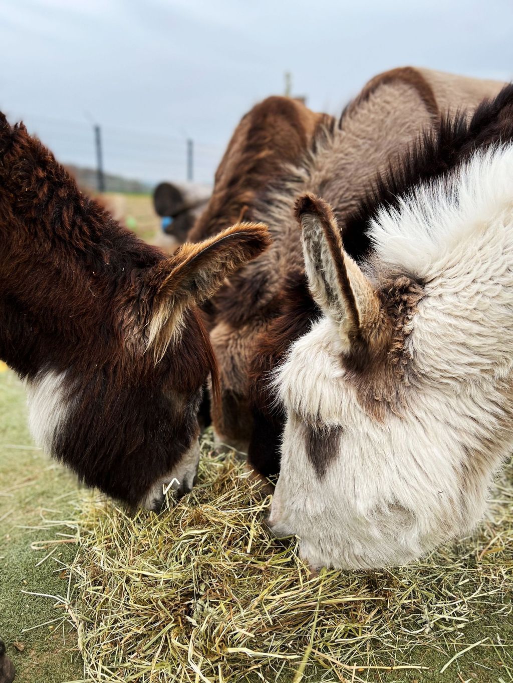 Camping at the donkey enclosure at Erlebnishof Odenwald