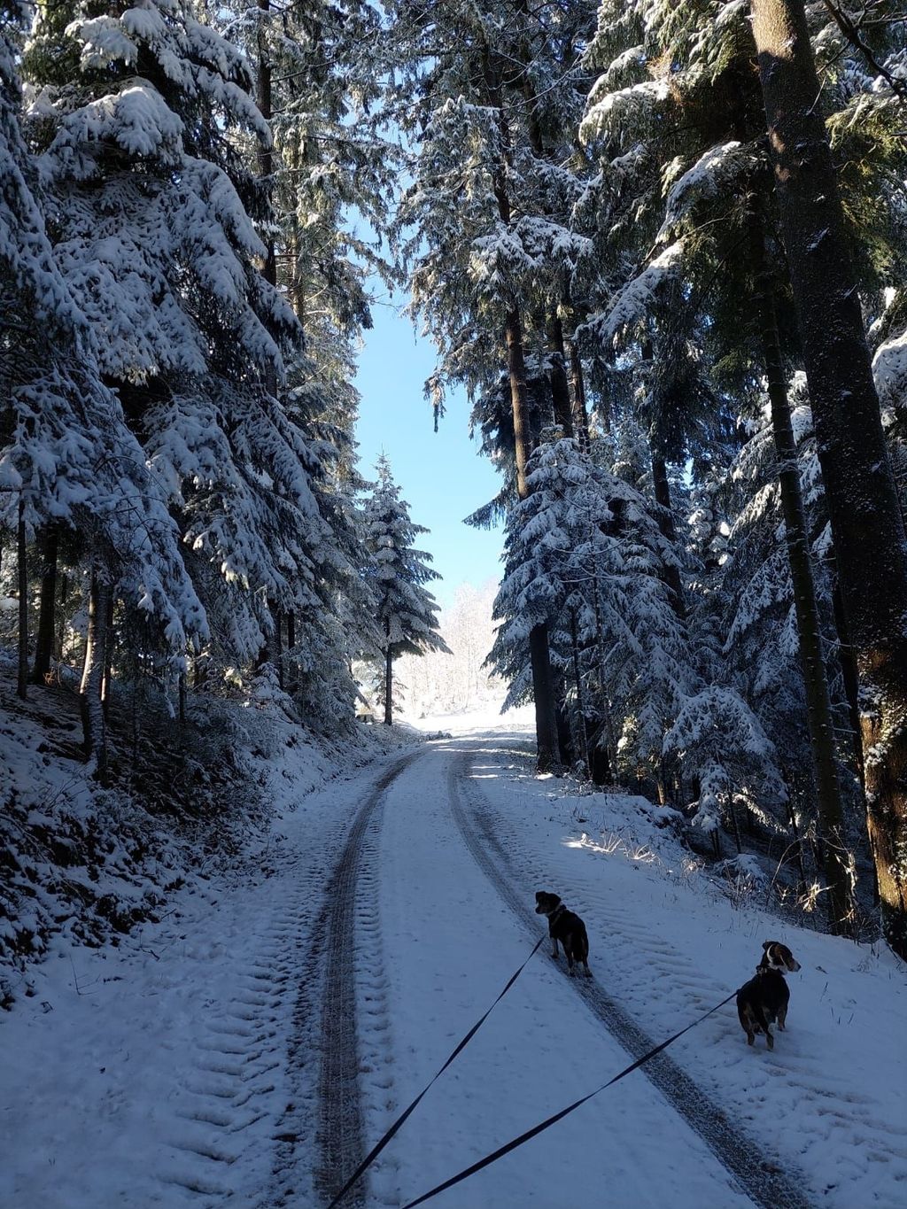 Vacaciones en la Selva Negra granja de vacaciones para campistas