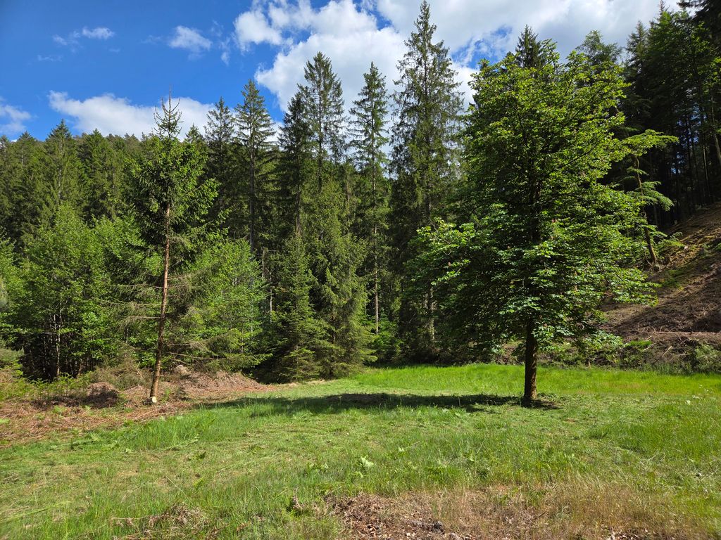 Terrain de camping "Waldruhe" dans la forêt du Palatinat