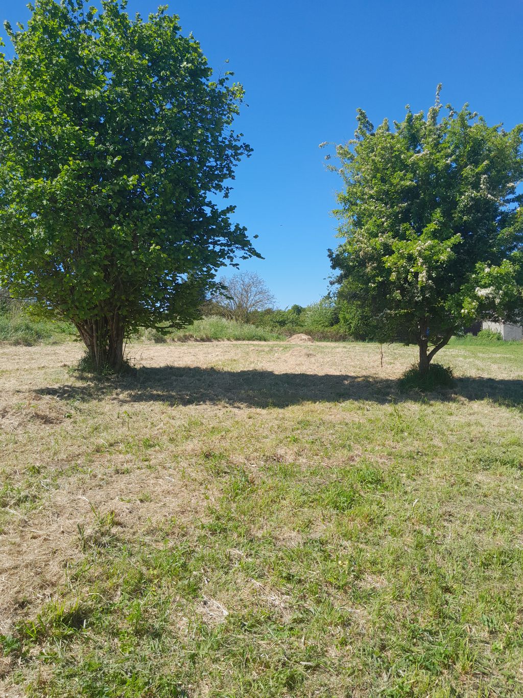 Prato naturale nella valle Tollensetal vicino all'acqua