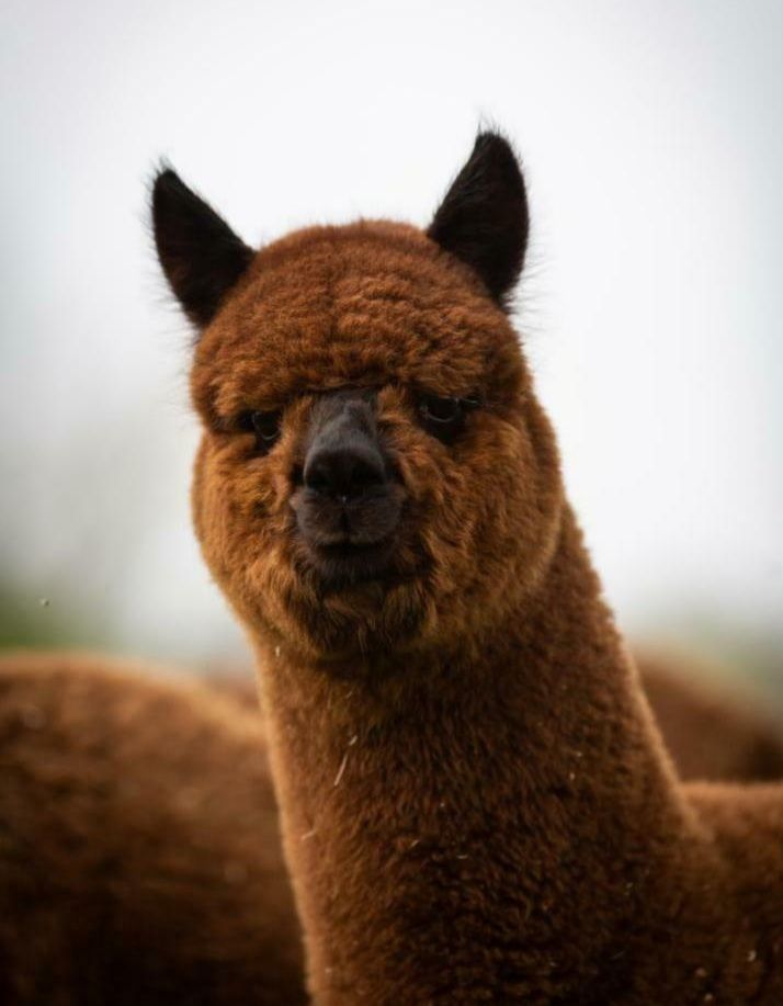 Alpaca camping on the farm