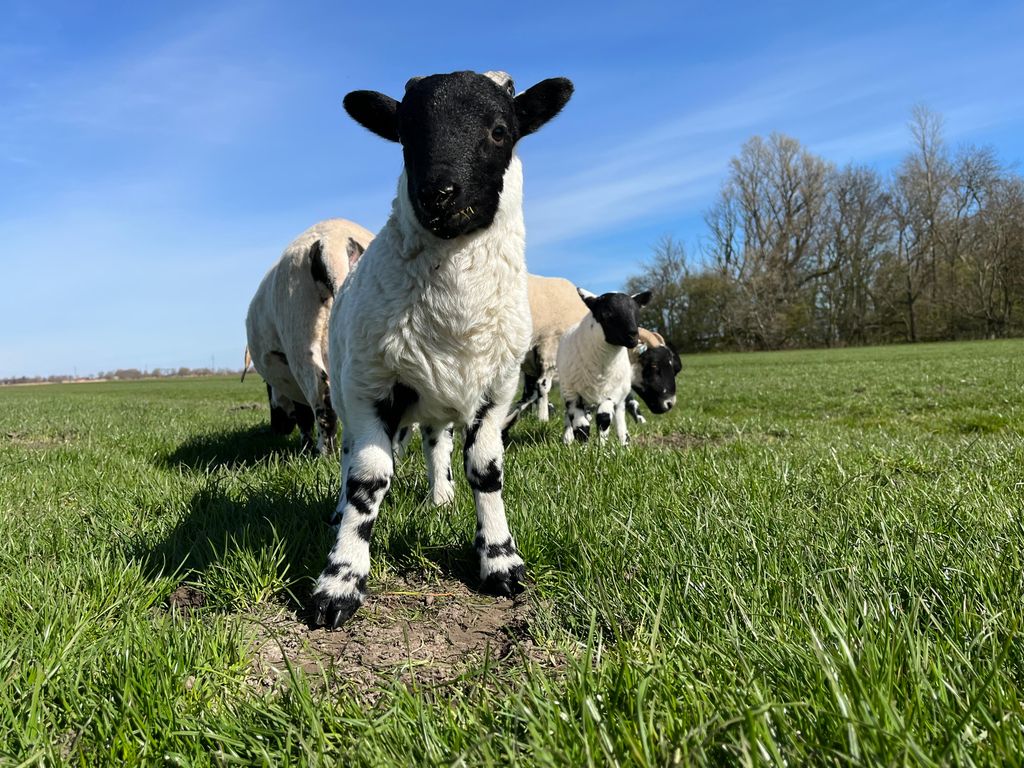 L'idillio della fattoria a Tetenbüll: un prato con vista panoramica