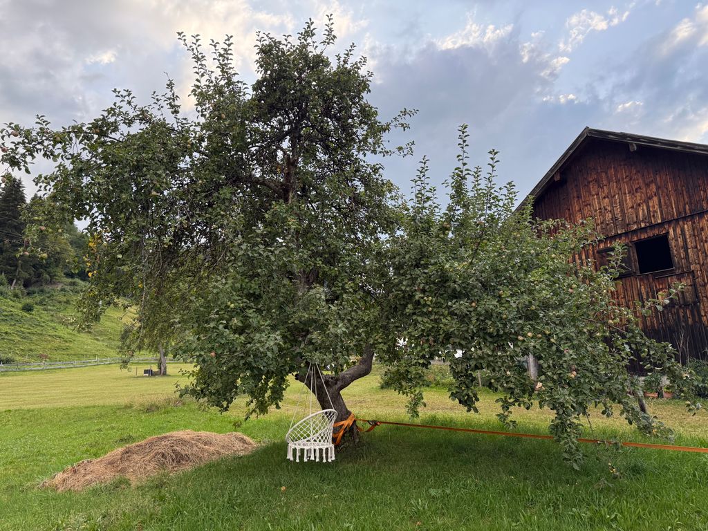 Camping Spot Under an Apple Tree in the Allgäu