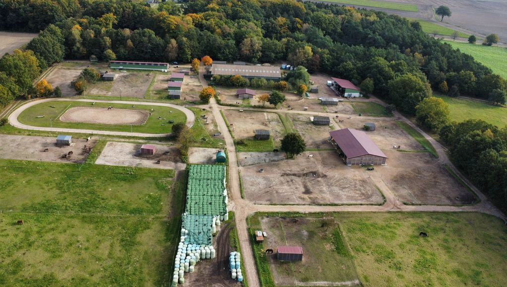 Pastos para caballos en la reserva natural de Lüneburg Heath
