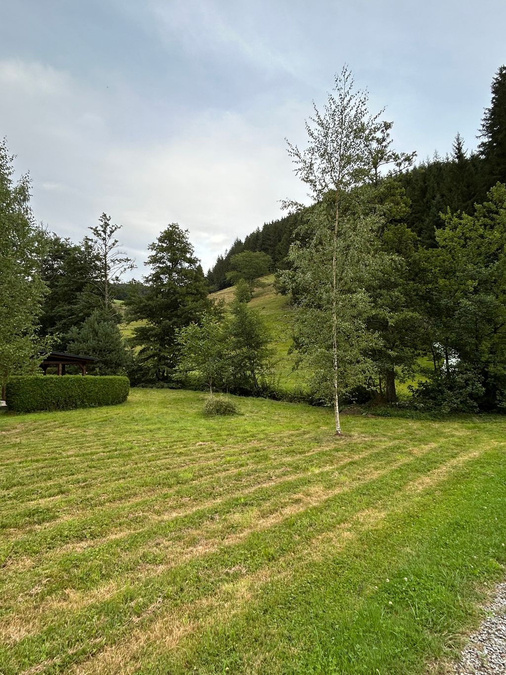Wunderschöne Wiese umgeben von Wald und Natur