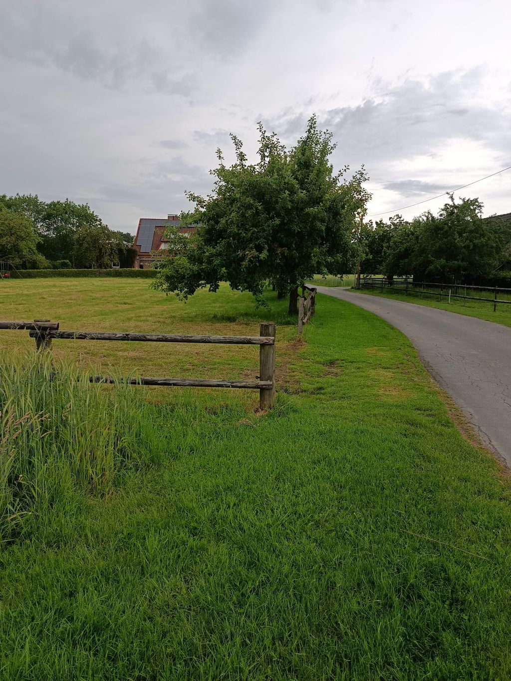 A spot on the lawn next to the fruit trees 