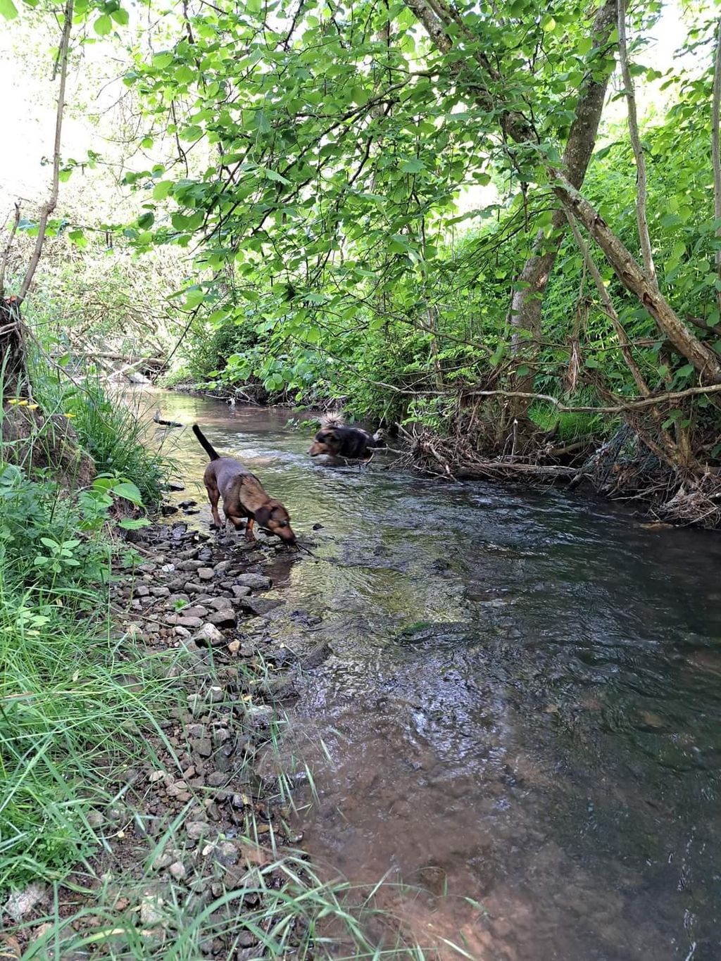 Terrain de camping avec un ruisseau dans l'Eifel