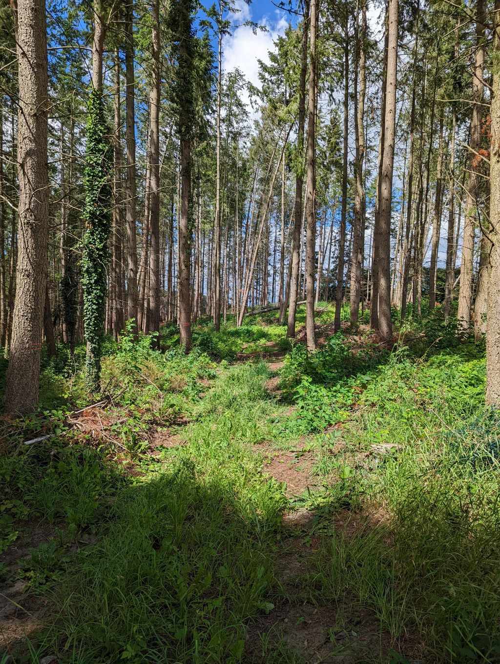 Pure forest bathing - camping in your own forest
