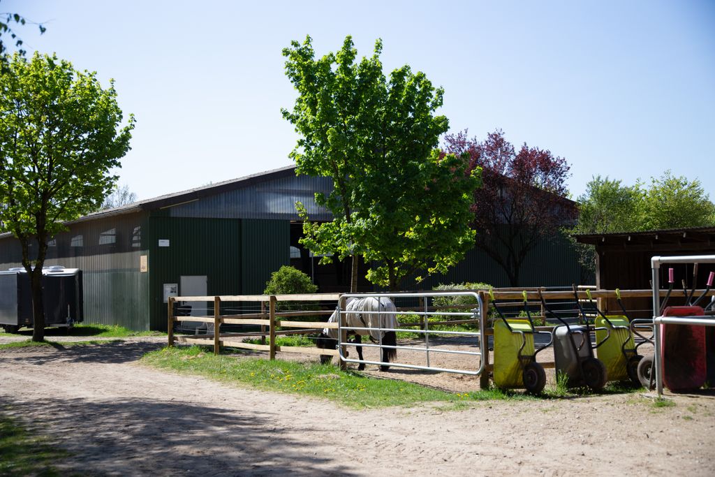 Pastos para caballos en la reserva natural de Lüneburg Heath