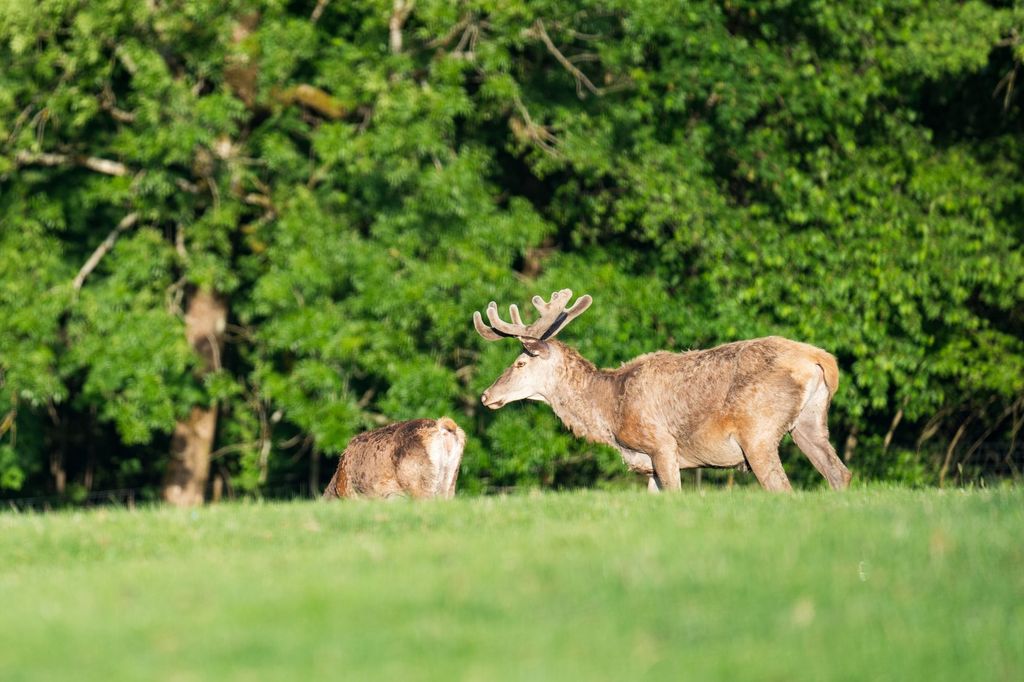 In the middle of the deer park Bavarian Forest