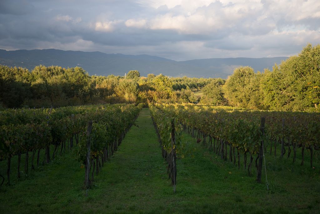 Öko-Weinberg-Aufenthalt mit Naturpool, Toskana
