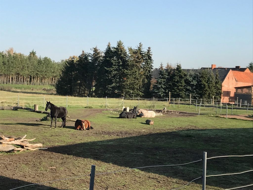 Piazzola in un allevamento di cavalli ai margini della foresta