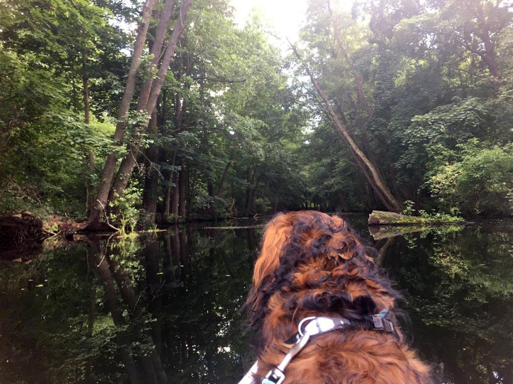 Verwilderter Garten im Seenland Oder/Spree