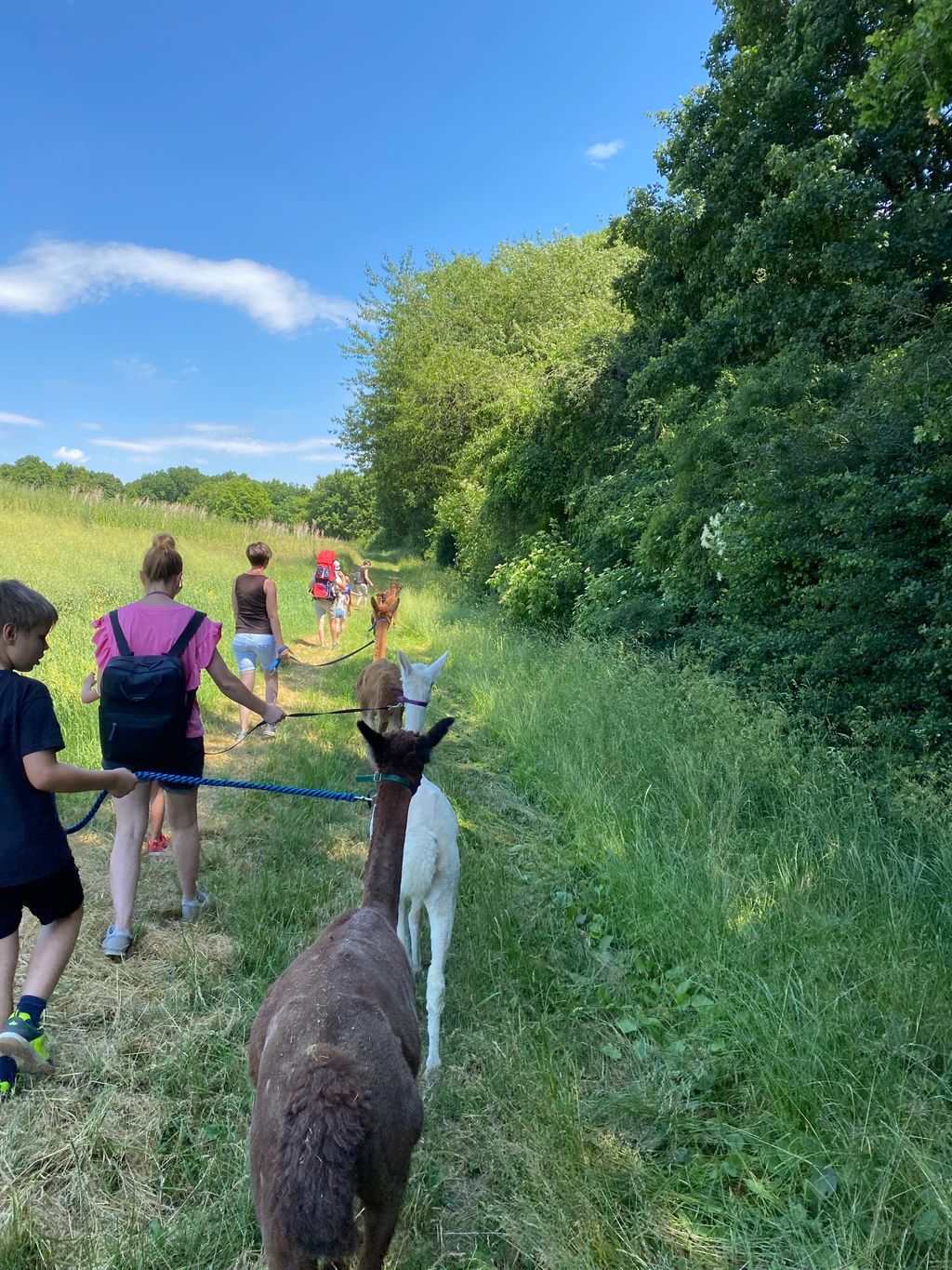 Camping at the alpaca farm in solitude