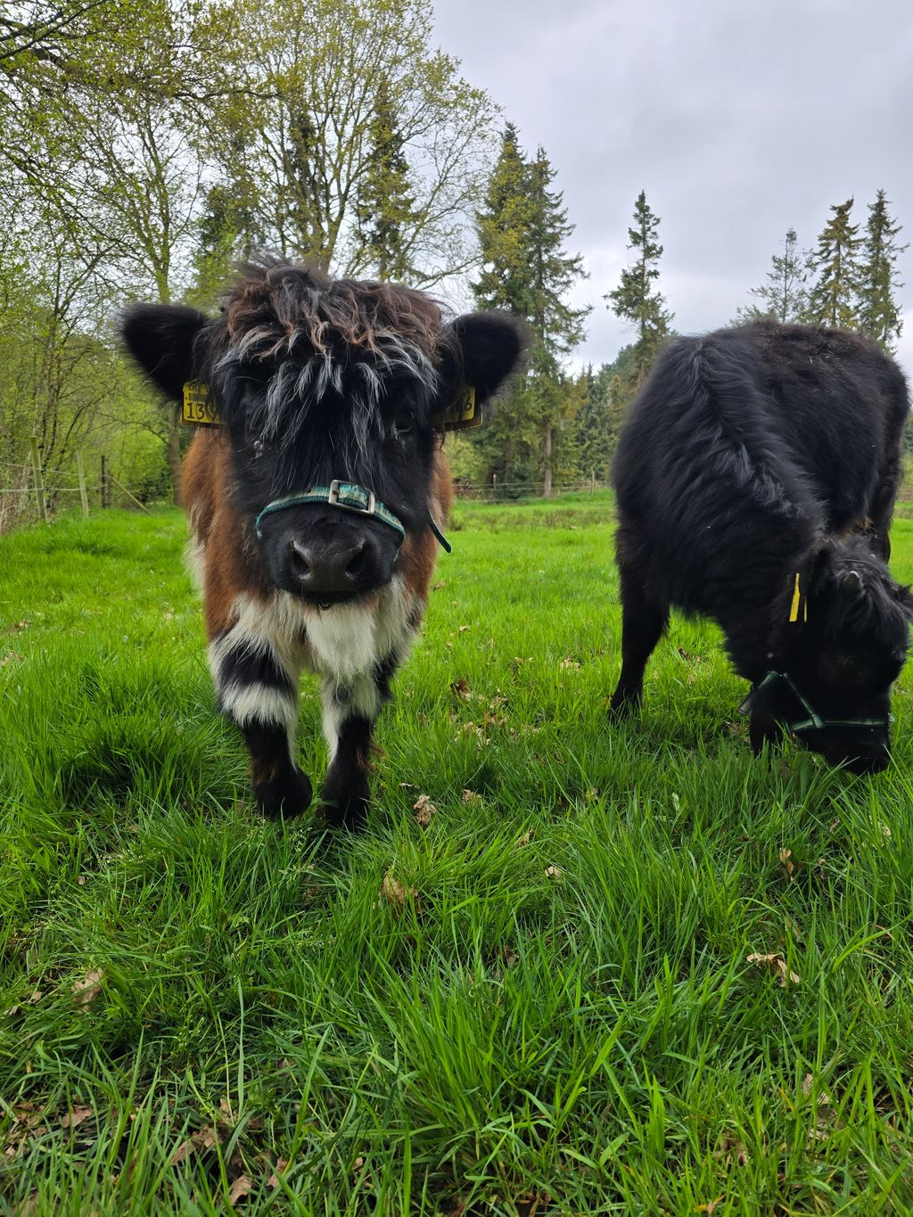 Rancho con caballos y ganado en el canal Ems-Jade