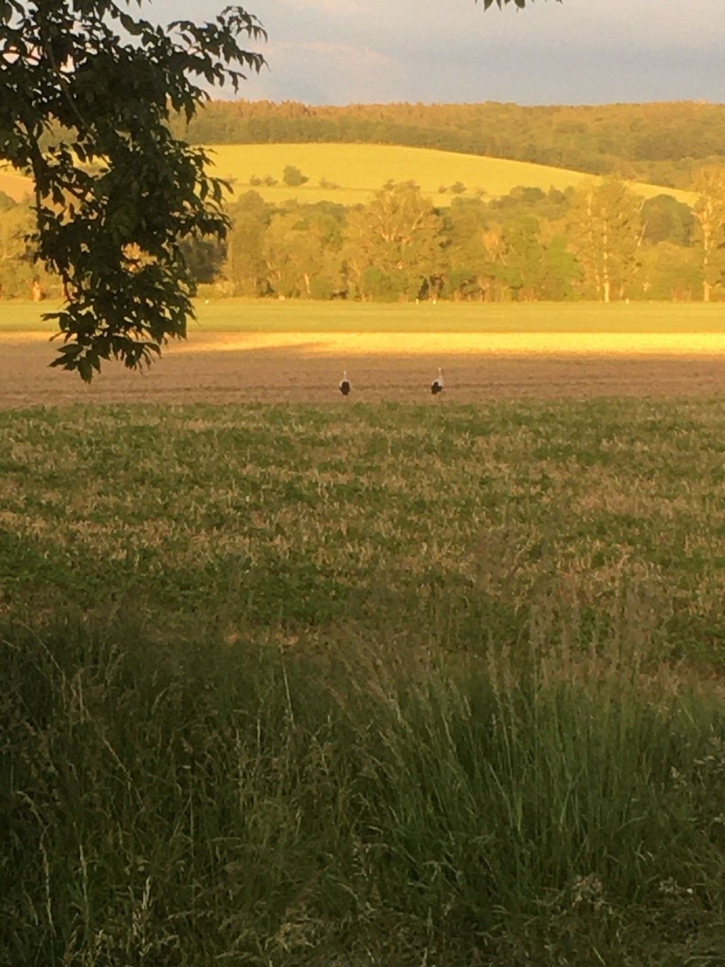 El Olmo - terreno de juego en un prado natural