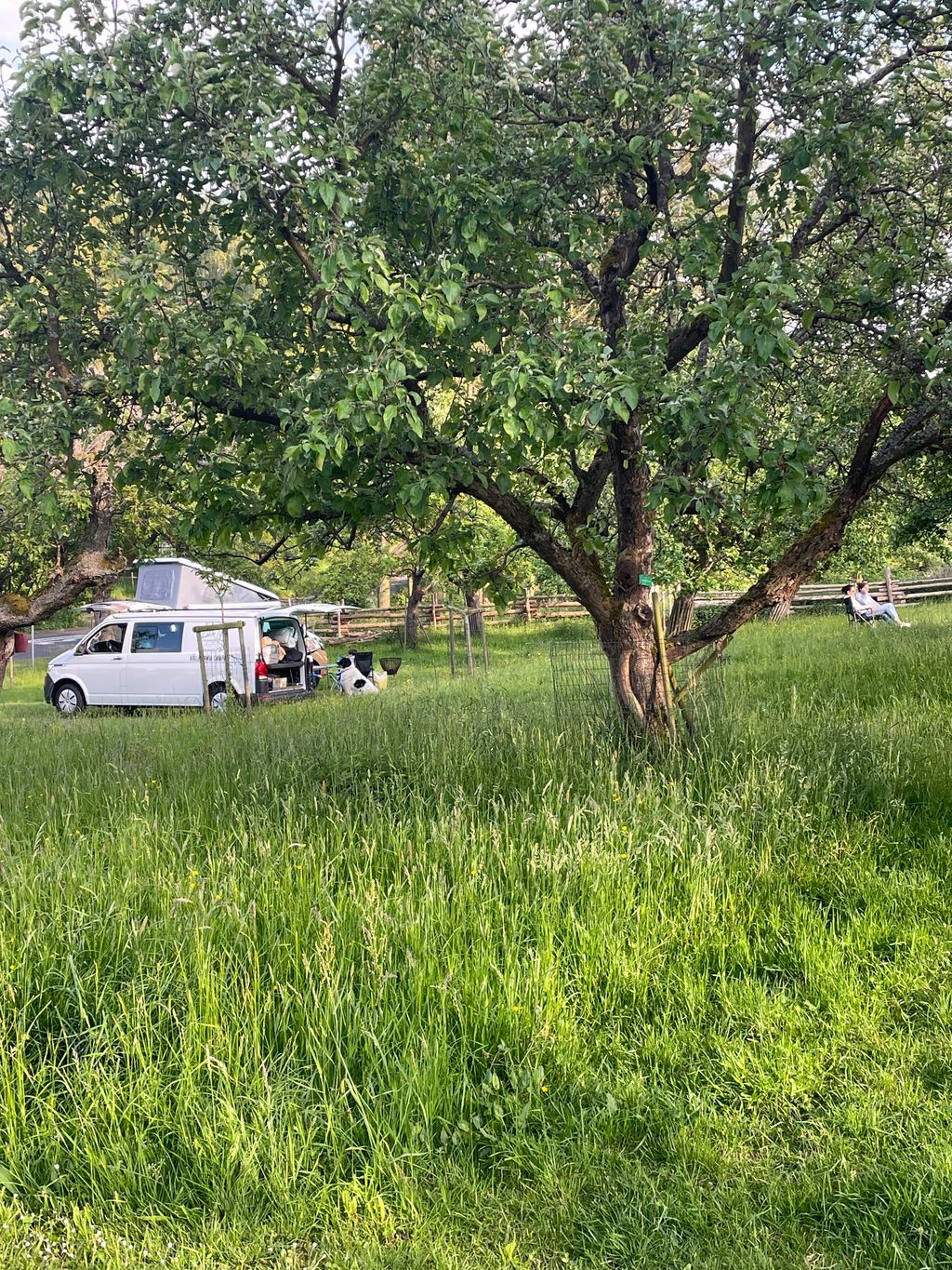Campen auf der Streuobstwiese neben den Schafen