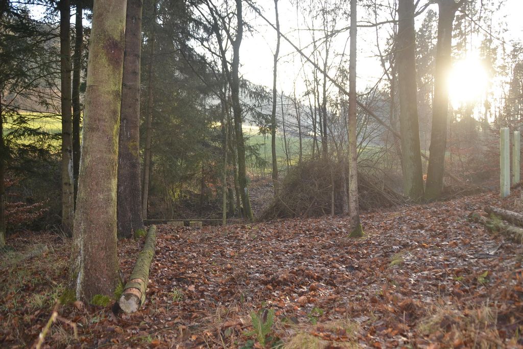 Finde Dein Waldabenteuer