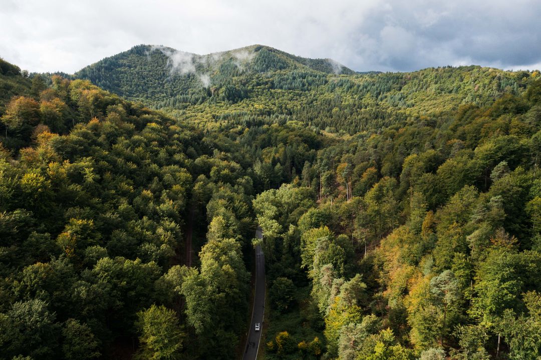 Wald in den Bergen