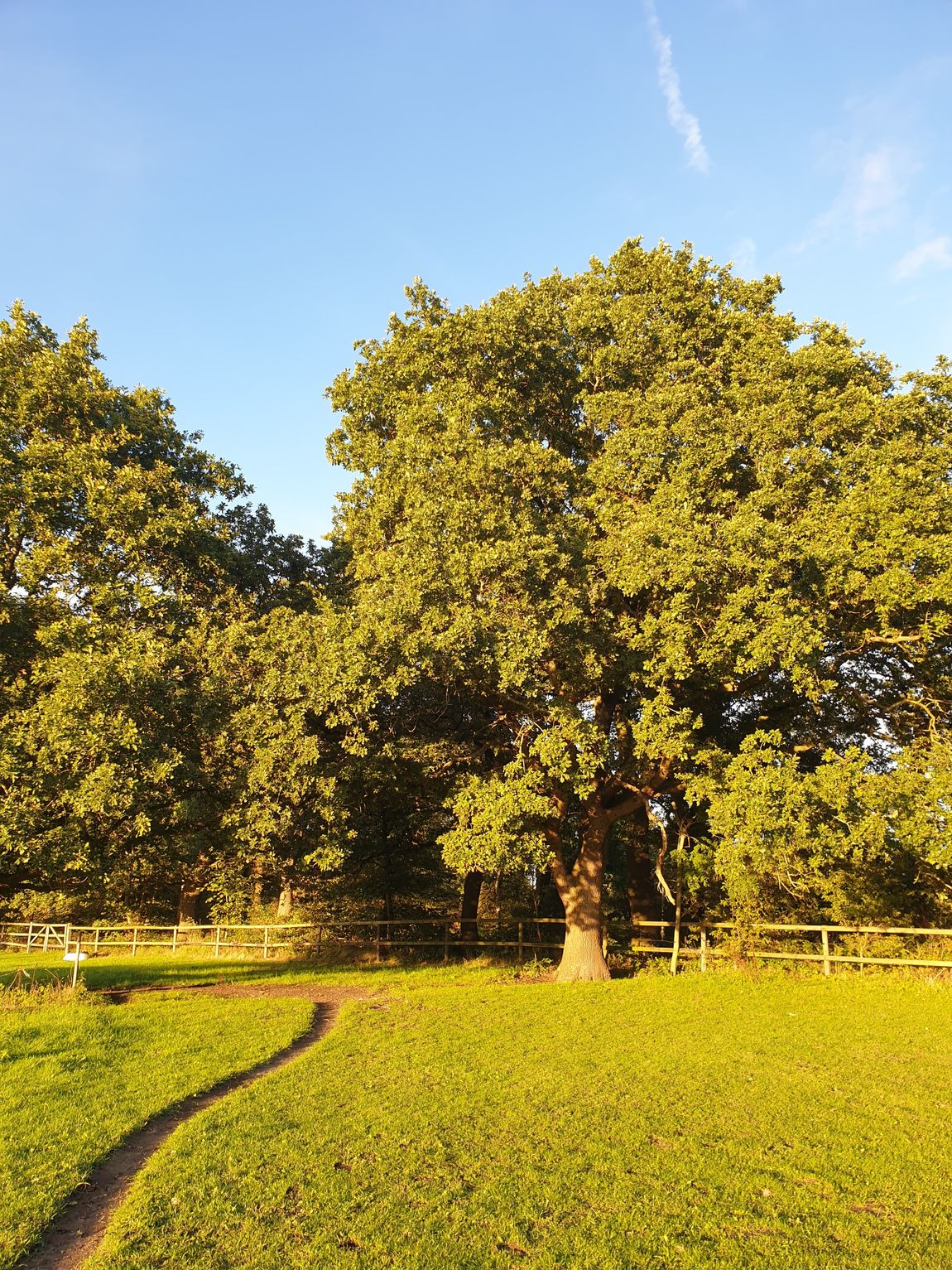Idyllic place under oaks near the North Sea